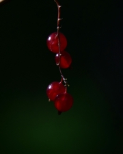 DSC1157