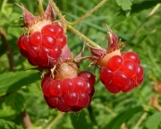 P1550517
