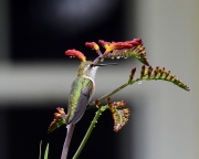 DSC0486v2