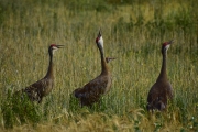 DSC0697v2