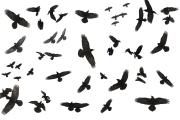 all-ravens2