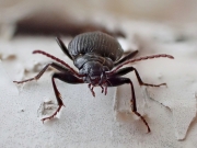 1_Grumpy-beetle