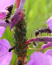 Ants-tending-aphids