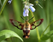 Clearwing-Hummingbird-moth
