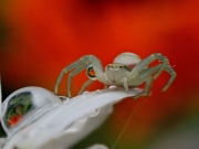 Crab-spider-and-dew