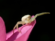 Crab-spider-on-wild-rose