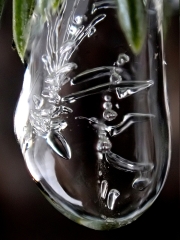 Dancers-in-ice