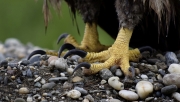 Eagle-claws