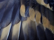 Feather-closeup