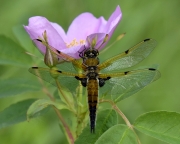Four-Spotted-Skimmer-on-wild-rose