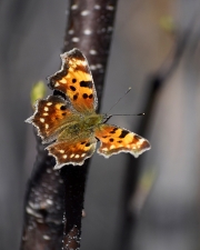 Fritillary-butterfly