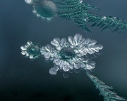 Frost-growth-from-water-droplet