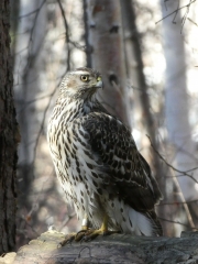 Goshawk-at-rest