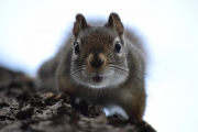 In-your-face-squirrel