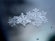 Lined-up-snowflakes