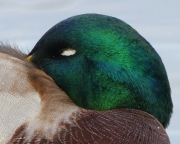 Male-mallard-duck