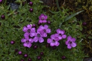 Moss-Campion
