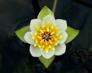 Pigmy-water-lily