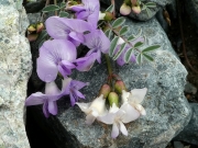Polar-milkvetch