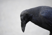 Raven-in-profile.