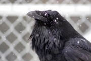 Raven-in-the-snow
