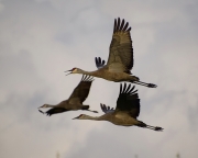 Sandhill-cranes-in-flight