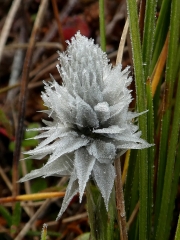 Sedge-flower-in-ice
