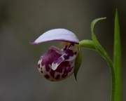 Spotted-Ladyslipper