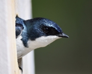 Tree-Swallow