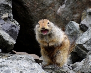 Unhappy-groundsquirrel
