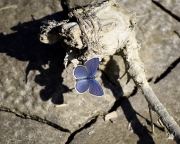 blue-butterfly-from-top