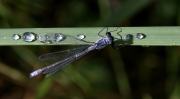 damselfly