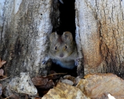 meadow-vole