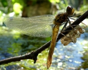 newly-hatched-dragonfly