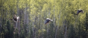 whie-fronted-geese-in-flight