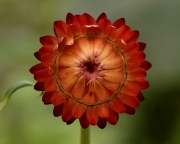 DSC1710