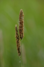 DSC1071