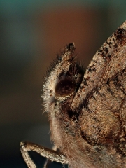 PB050629