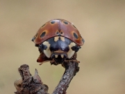 P5160393