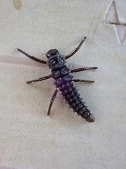 P6120051