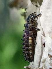 P6160419