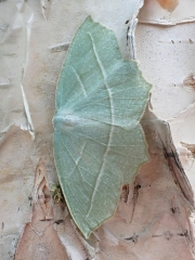 P7082718