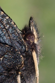 P7180042