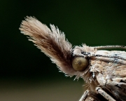 P7190433