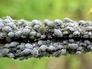 P7251662