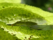 P1010538
