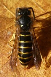 P1190094