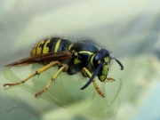 P1300901