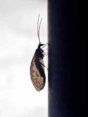 P4231494