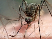 b-mosquito